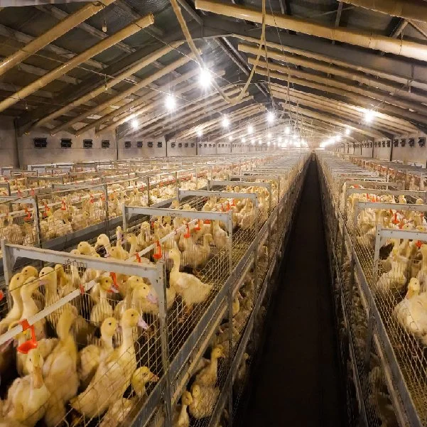 precio de fábrica galvanizado automático de las aves de corral de ganado maquinaria agrícola de la batería de jaulas de aves pollo para la alimentación de agua potable para el pollo