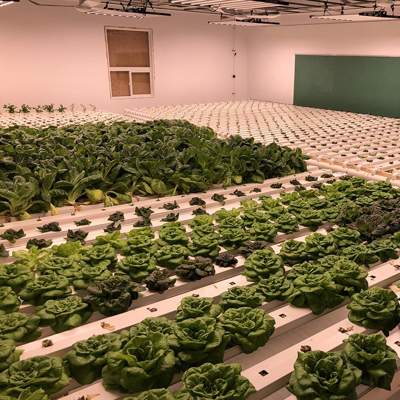 هيدروفكس قناة Nft 100X50mm 100X40 PVC من خلال النمو Hydroponic Lettuce