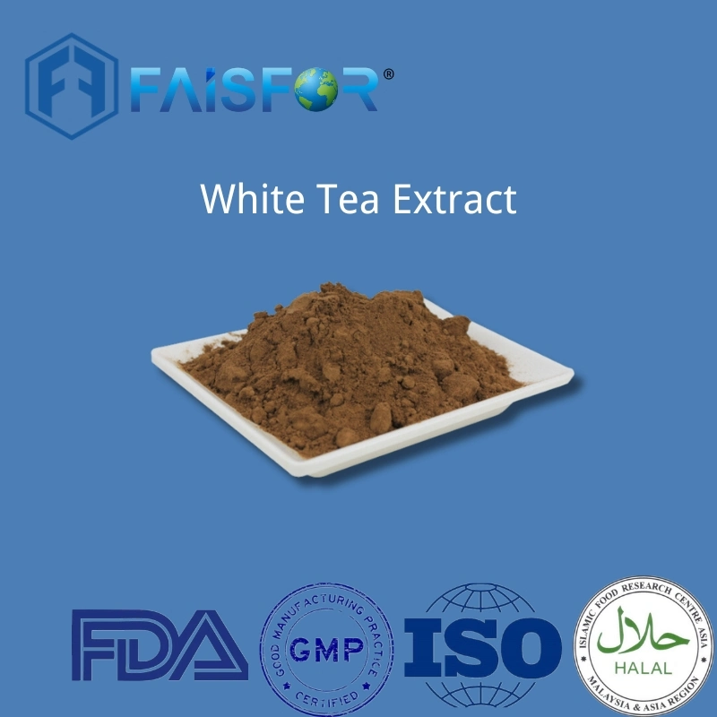 Factory Wholesale/Supplier Price Botanical Extract White Tea Extract with Free Sample