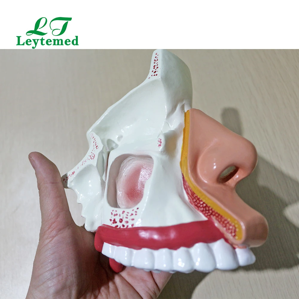 Ltm309 Modelo de cavidad nasal de PVC de tamaño vital para uso médico