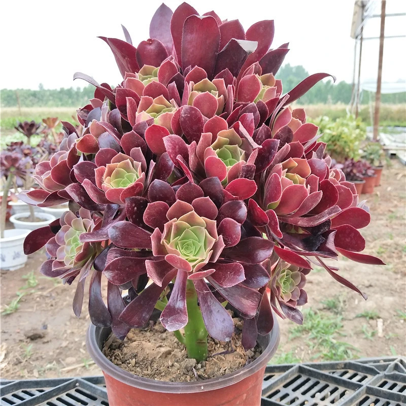 Сочные завод Aeonium Хэллоуин растений в режиме реального времени