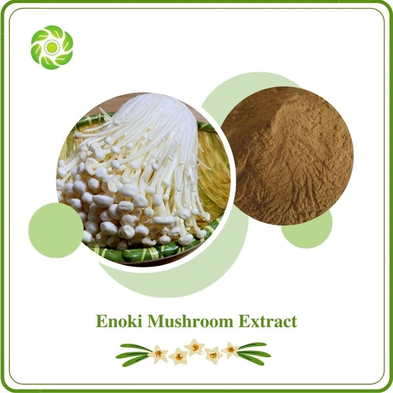 World Well-Being Biotech ISO &amp; FDA zertifiziert Natural Plant Extract Polysacharides 10%-30% Enokitake Pilze Enokidake Pilze Enoki Pilz Extrakt