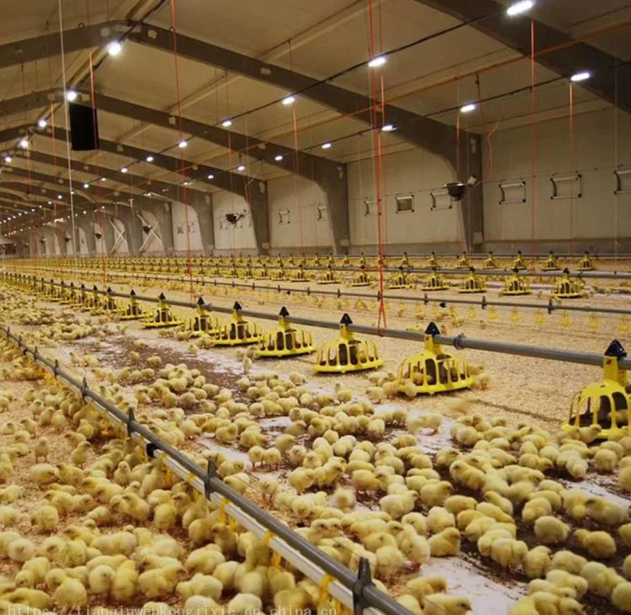 Las aves de corral en la planta baja Elevadores para pollos de engorde pollo con la línea de alimentación automática