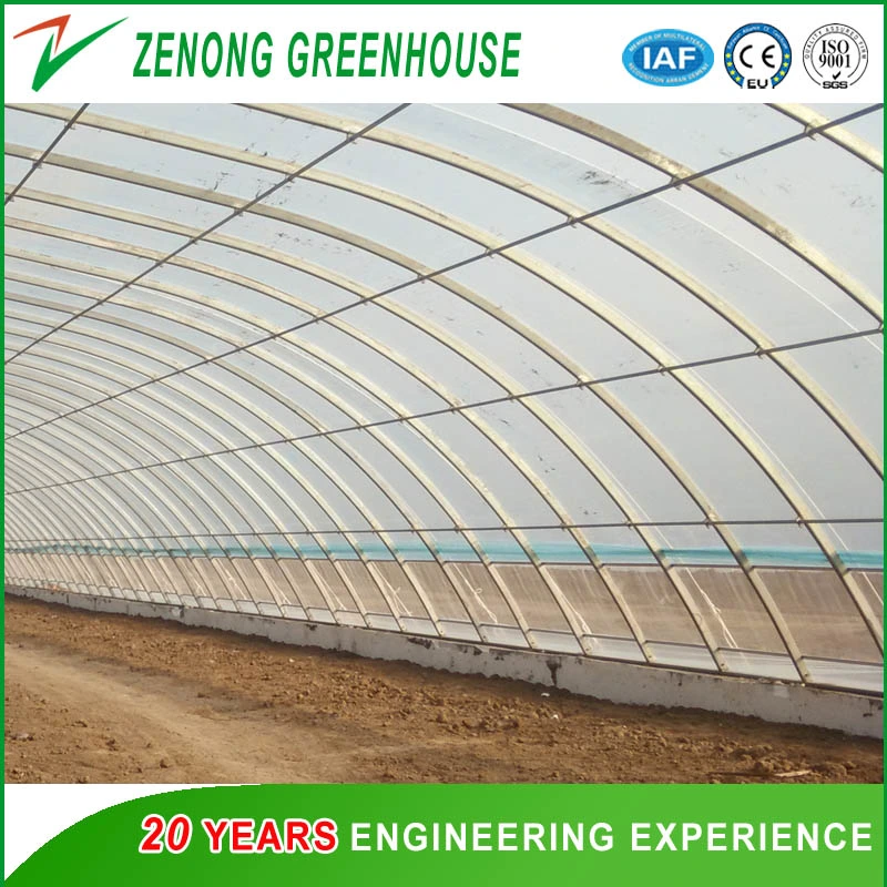 Single Span Greenhouse for Winter Planting No Need Heating China Special Greenhouse with Soil Back Wall