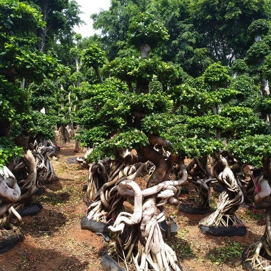 2023 verdadeira árvore de Ficus grande Boa Forma Ficus Bonsai para venda por grosso