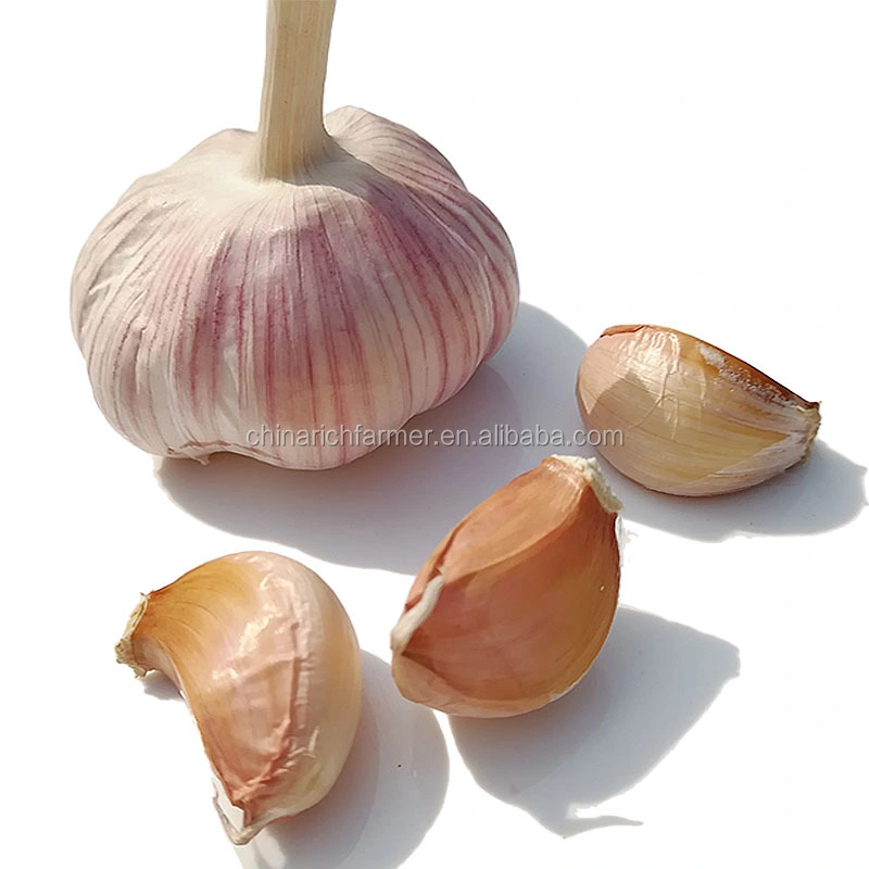 2022 China Mesh Bag Packing Nat Fresh Garlic in Bulk