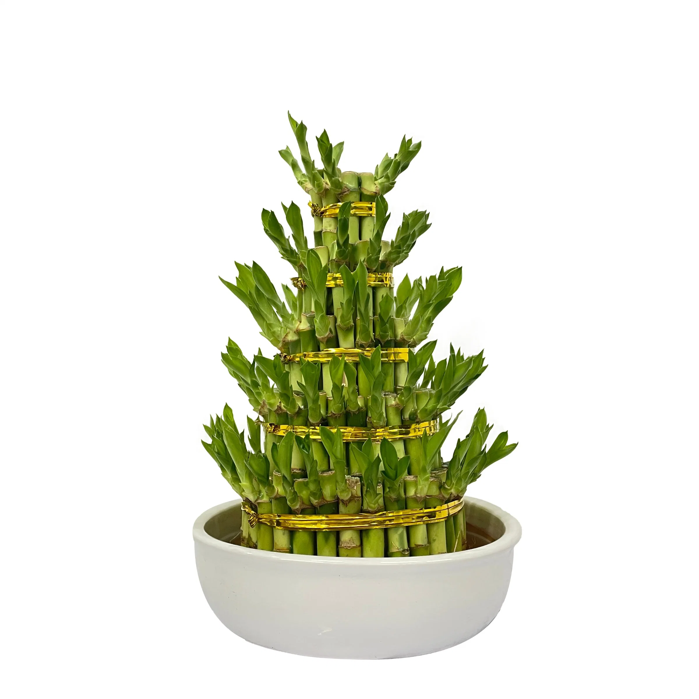 L 5laplules Tower Bamboo Dracaena Sanderiana هدية الحظ السعيد من أجل أمي" اليوم