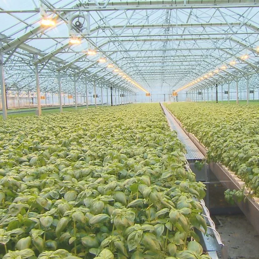 Serre en verre semi-fermé pour l'agriculture agricole