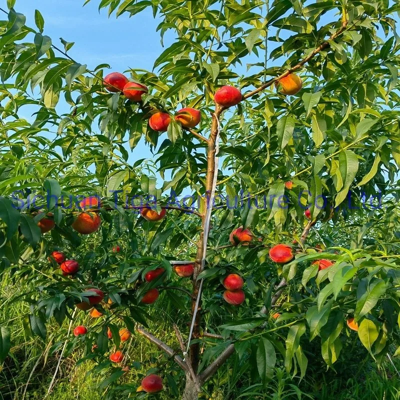 Вся распродажа большая форма Sweet Fresh Premium качество Нет тяжелый Металлическая струна