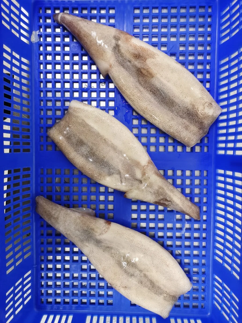 Gefrorene Tintenfisch/Calamari Tube mit Haut an