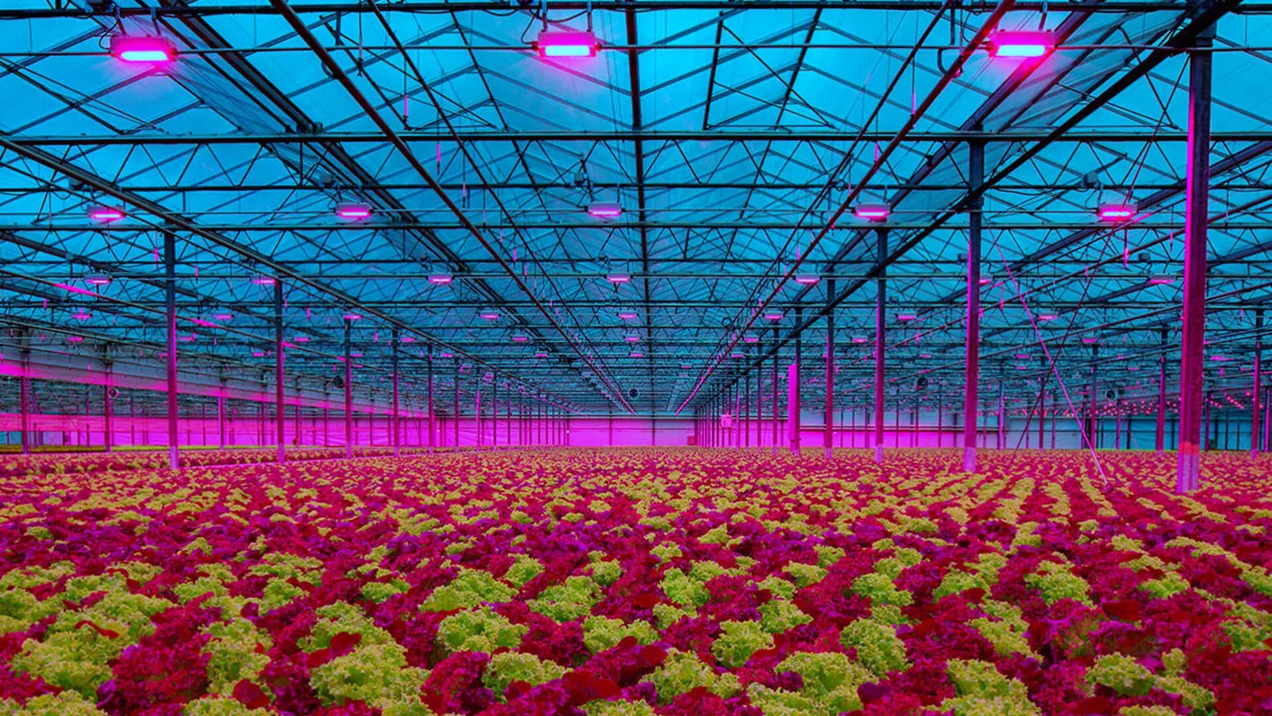 Hydroponic LED Grow Light Indoor Grow System for Medical Plants