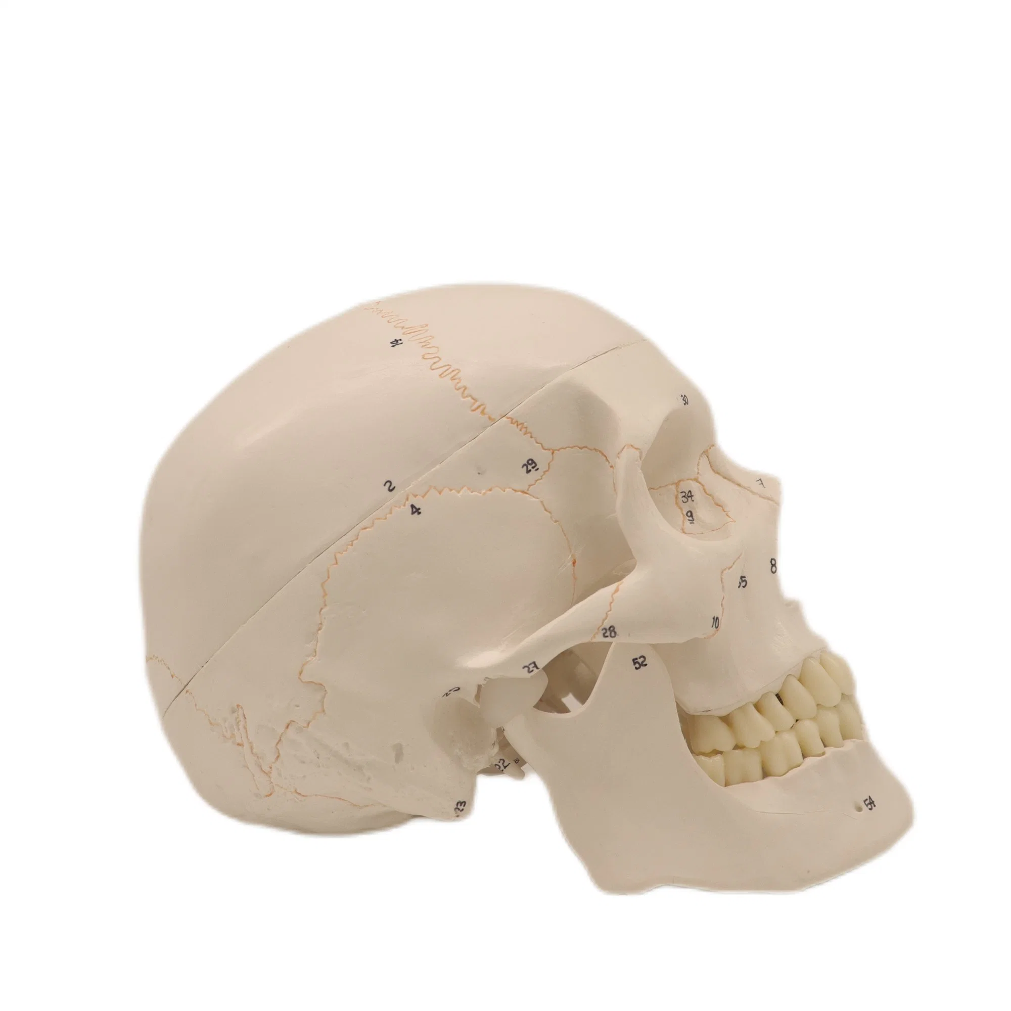 Good Price Teaching Demonstration Skeleton Skull Kit 22 Individual Bones Human Models with Natural Size