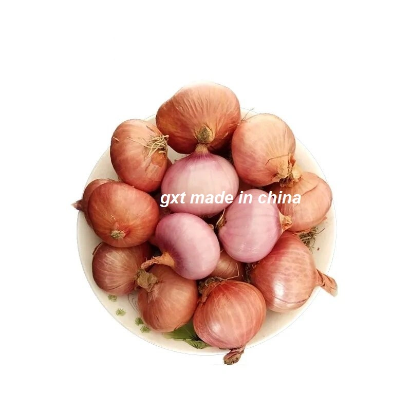 Fresh Yellow Onion/Onions Exporter