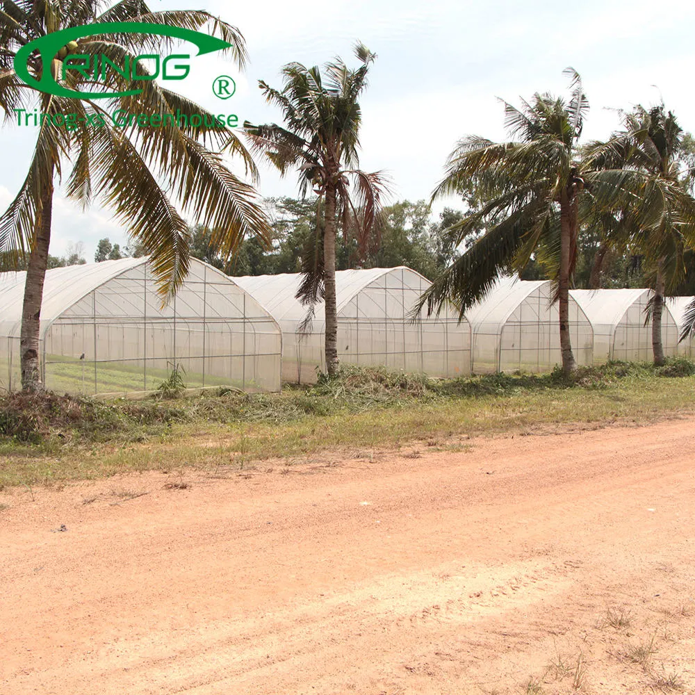 Large Size Single Span Film Greenhouse for Agriculture