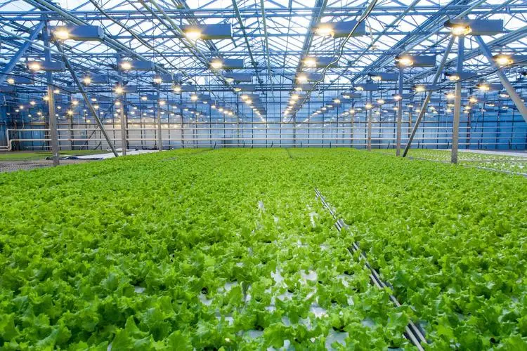 Serre de verre avec système de culture hydroponique pour légumes/ fleurs/ tomates/ Ferme/jardin/Agriculture