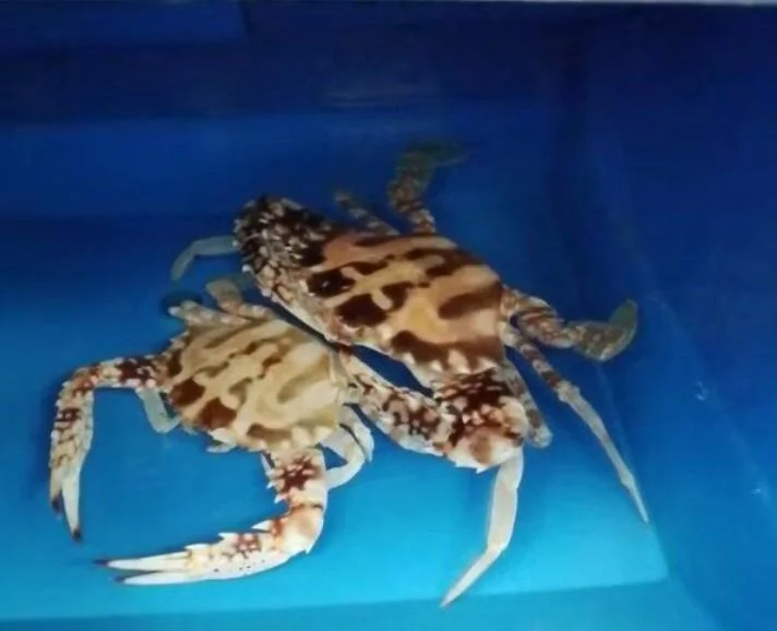 Space Saving Indoor Lobster Raising House Pleastic Mud Crab Box