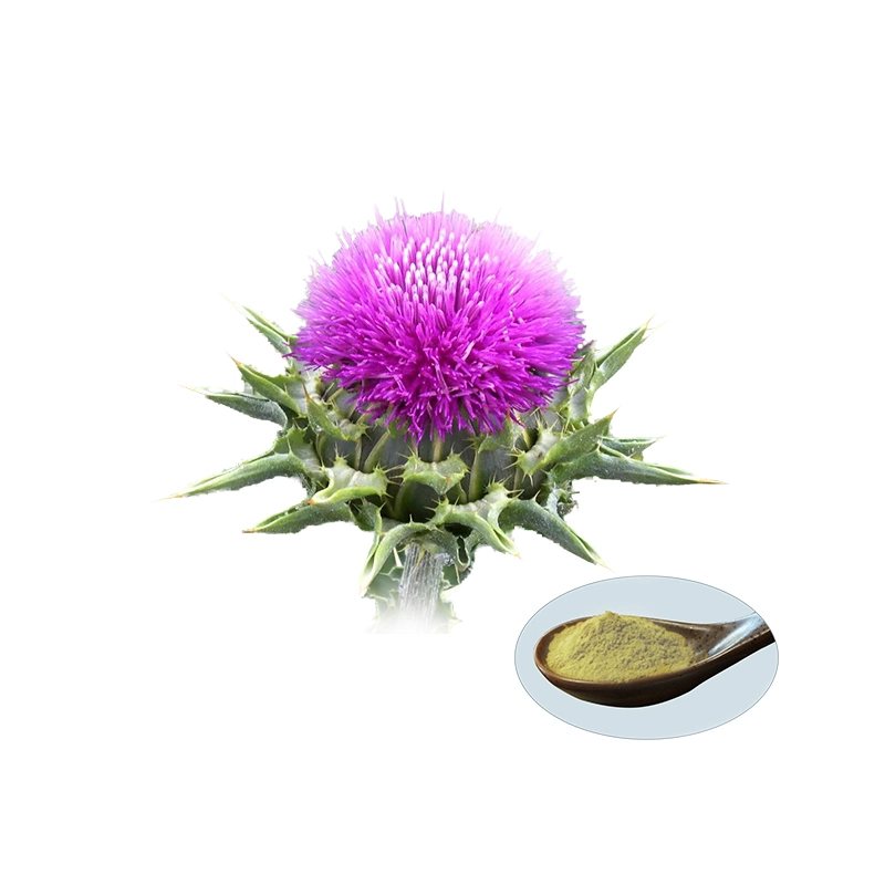 Milk Thistle Extract Milk Thistle Extract 80% Silymarin Seed Milk Thistle Extract Milk Thistle Extract 80% Silymarin Seed