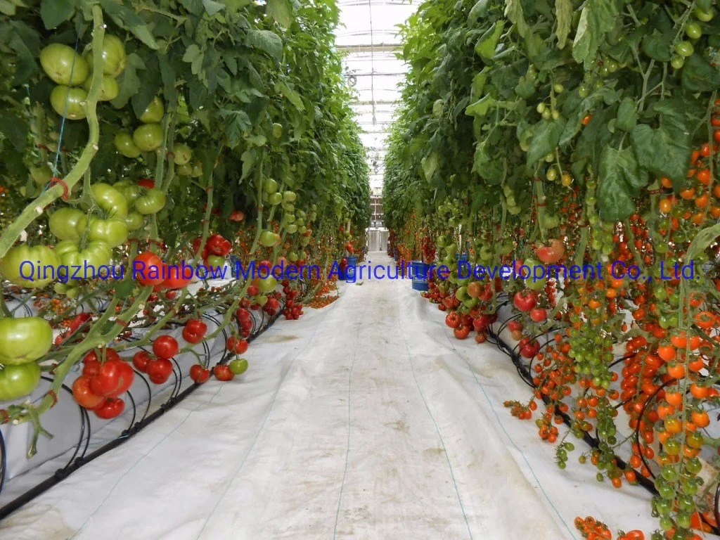 Hydroponic Systems for Commercial Greenhouse