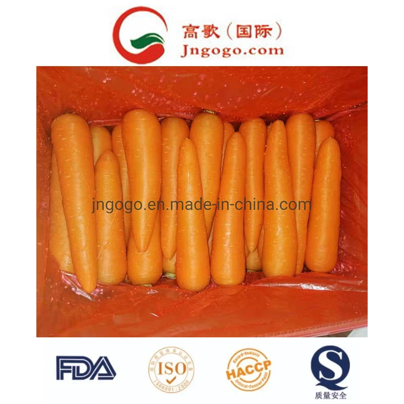 Export Vegetable Good Quality Fresh Carrot
