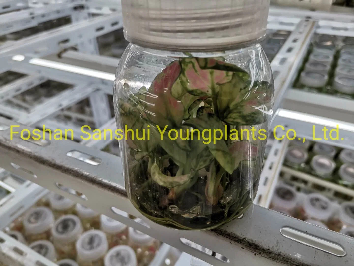 Tissue Culture Tray Natural Natural Nulture Bonsai النباتات الداخلية الصغيرة الحية الجملة