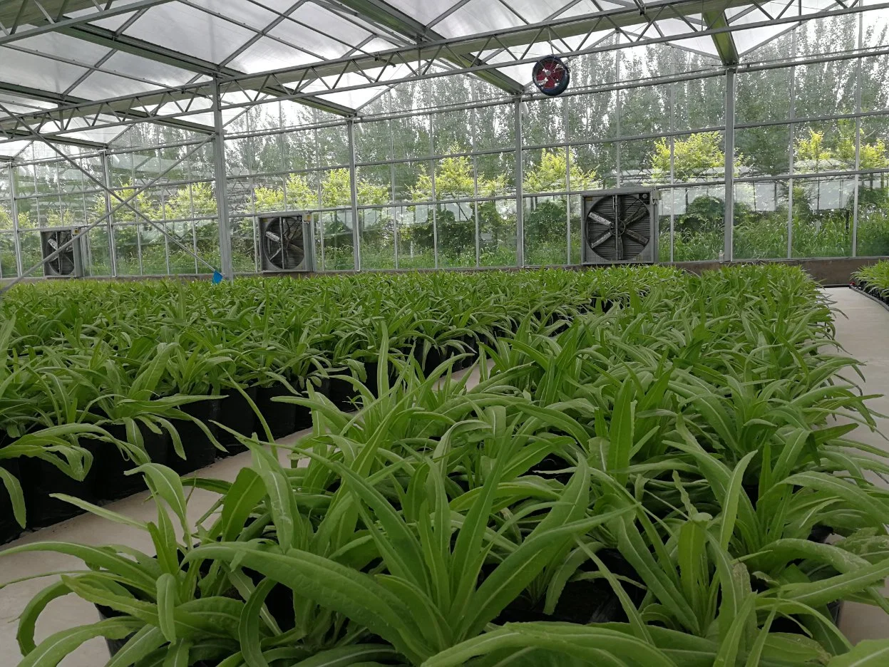 Serre en verre semi-fermé pour l'agriculture agricole