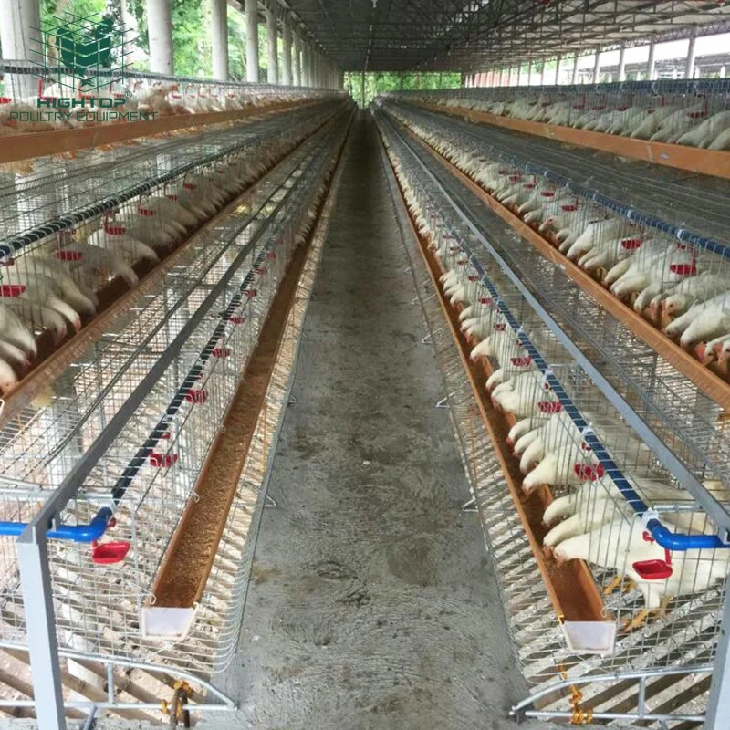 Galvanizado en caliente un tipo de Tier 3 5000 6000 10000 gallina ponedora de aves de la casa de la capa de jaulas de pollo de granja avícola en Etiopía