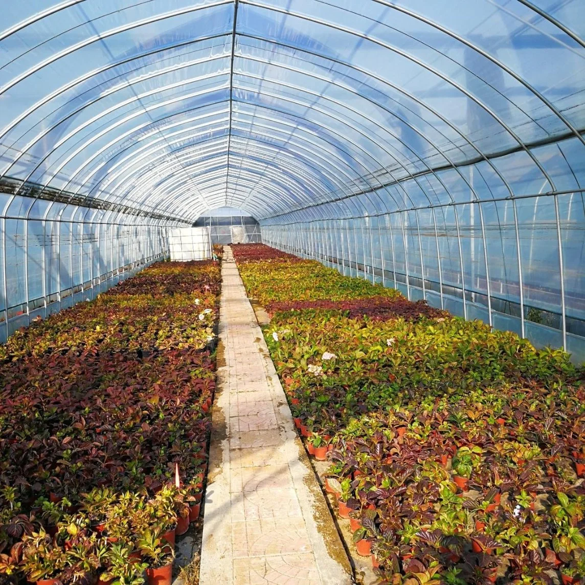 2023 China Supply Single-Span Poly Film Greenhouse for Vegetables