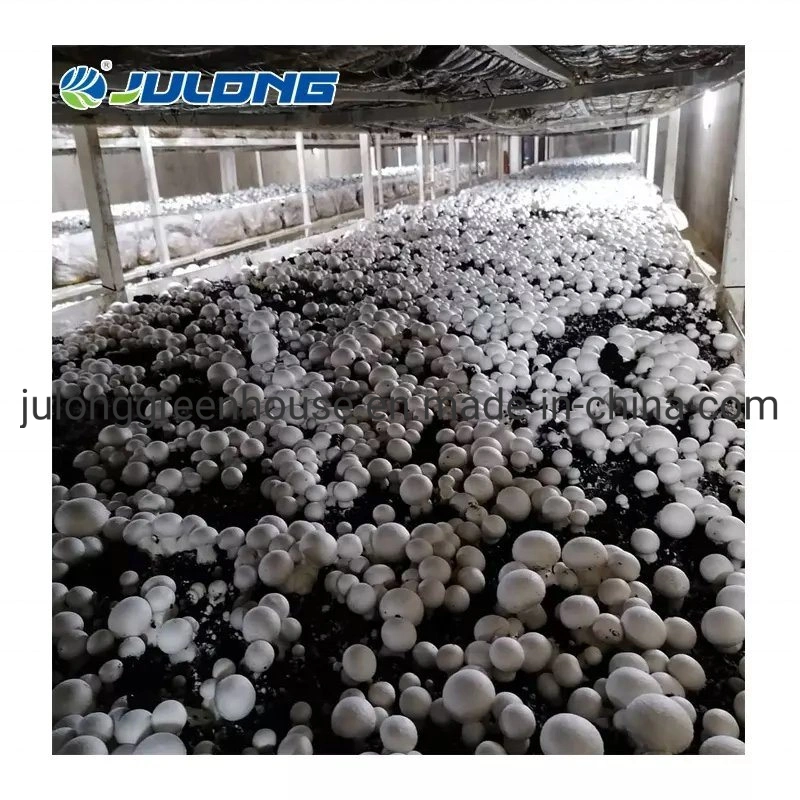 2023 Hot Sale Container Farm Blackout Greenhouse Irrigation System Hydroponics Mushroom Greenhouse