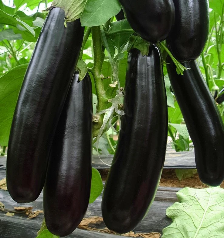 High Quality and High Yield Purple Eggplant Seeds