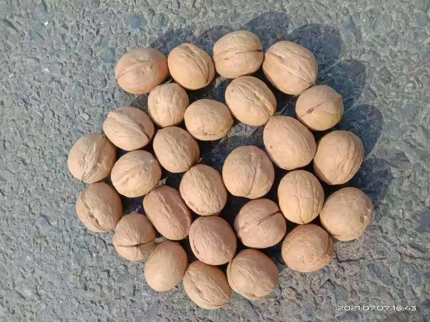 33 Walnuts in Shell 2022 Fresh Crop