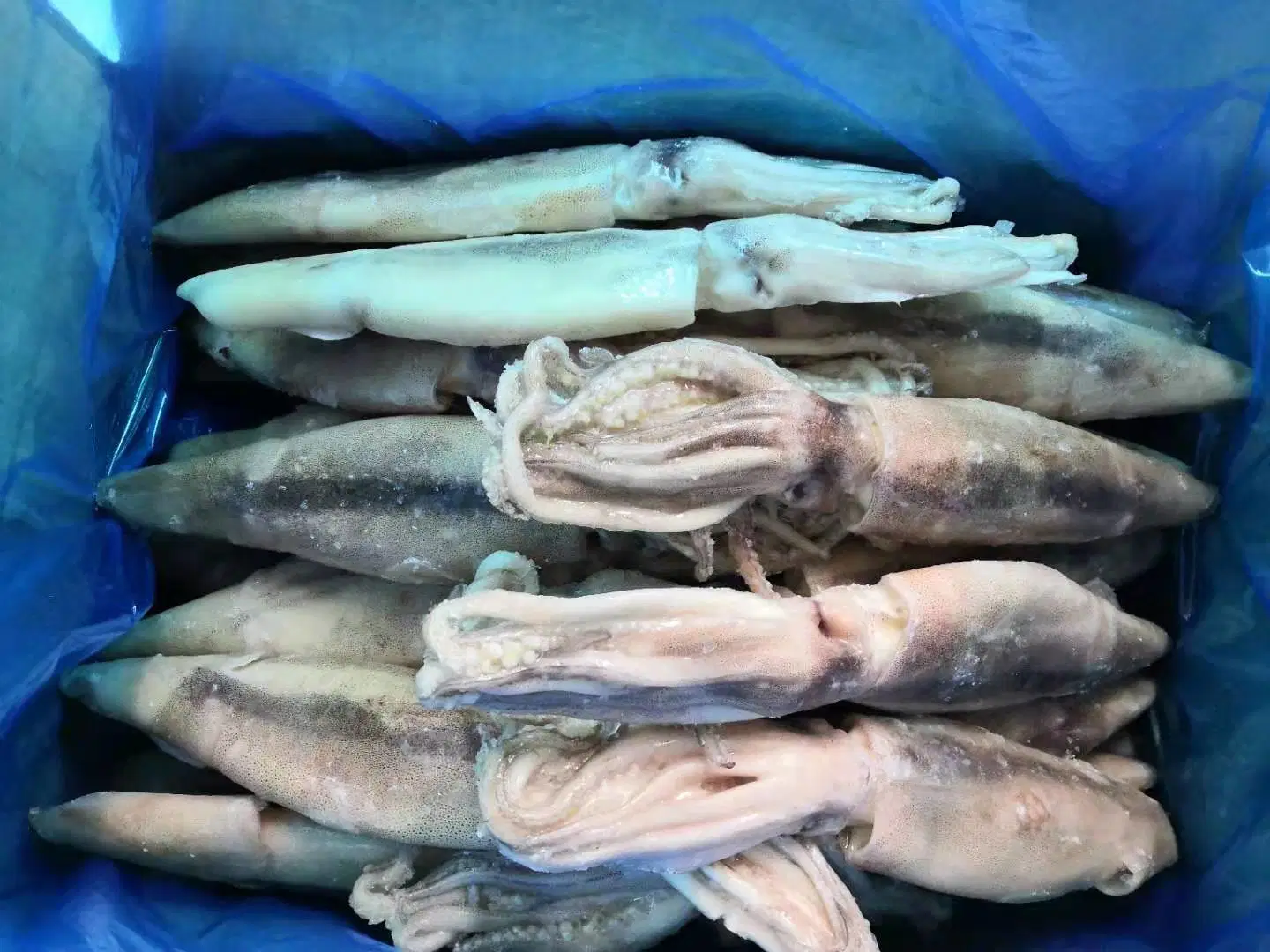 Frozen Whole Round Squid, Calamari, Calmar, Calmar, Sotong, Pota,