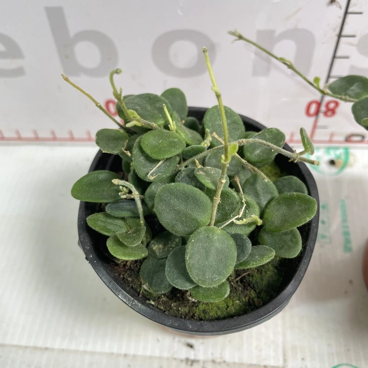 Hoya Carnosa Green Herb planta Real Bonsai Seedling alta qualidade