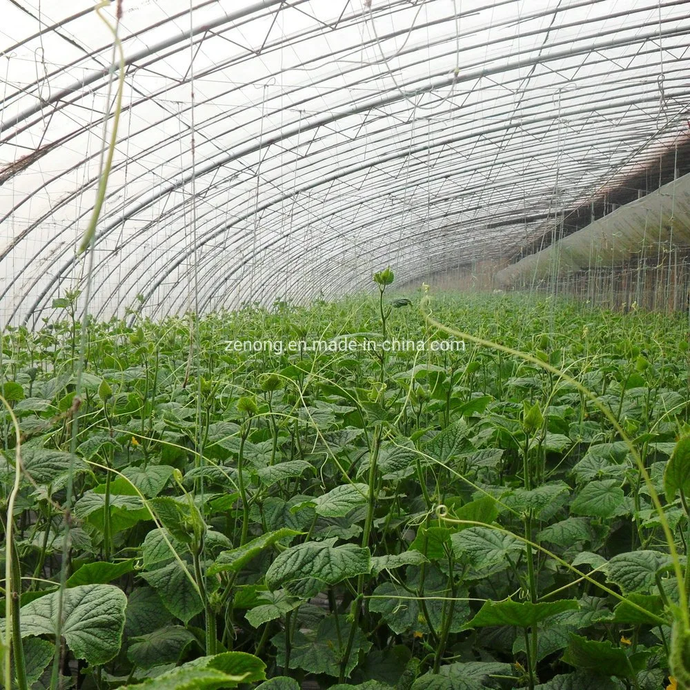 Chinese Greenhouse Hydroponic Irrigation System Tomato Strawberry Agriculture Steel Frame Muti Span Polycarbonate Green Houses