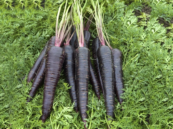 Los alimentos naturales Colorantes pigmentos de color rojo en polvo o líquido de rábano