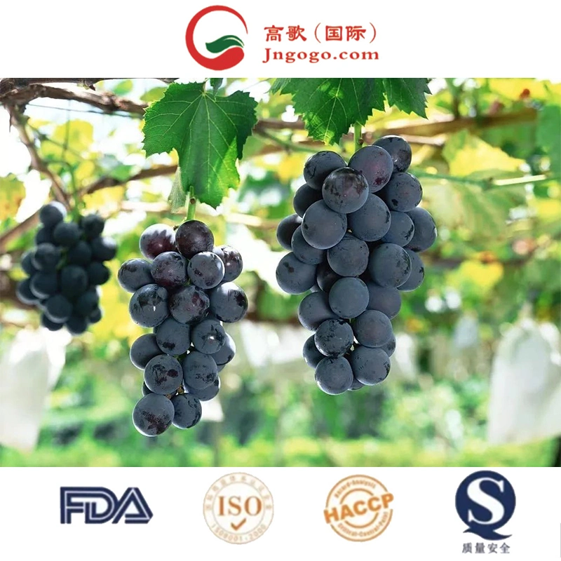 IQF مجمدة من الفواكه الطازجة IQF Grapes