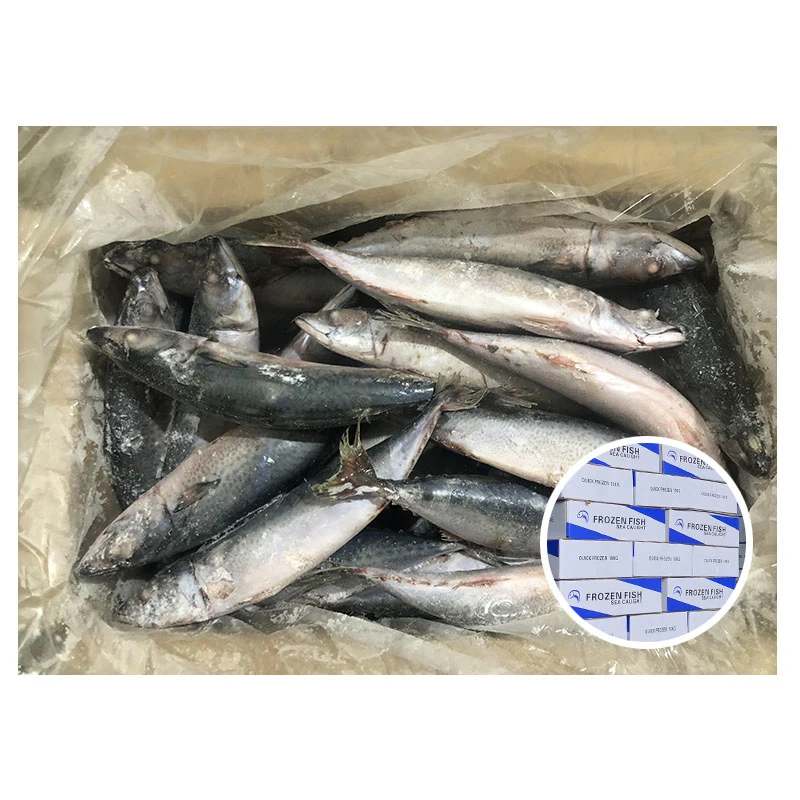 W/R IQF Pacific Mackerel Sea Frozen Fish Mackerel 300-500g