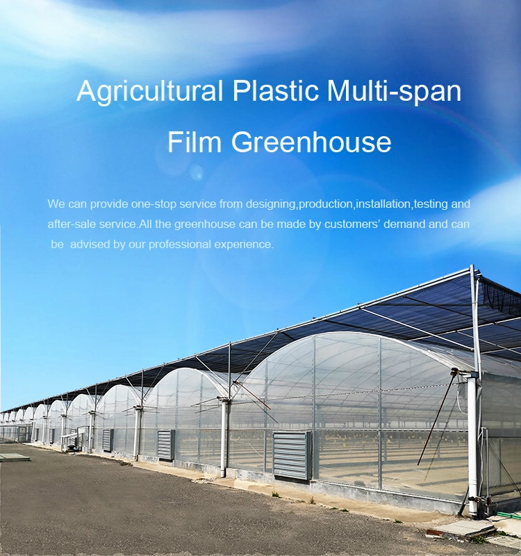 Agriculture Low Cost Smart Muti-Span Plastic Poly Tunnel Po/PE Film Greenhouse with Hydroponic Growing System