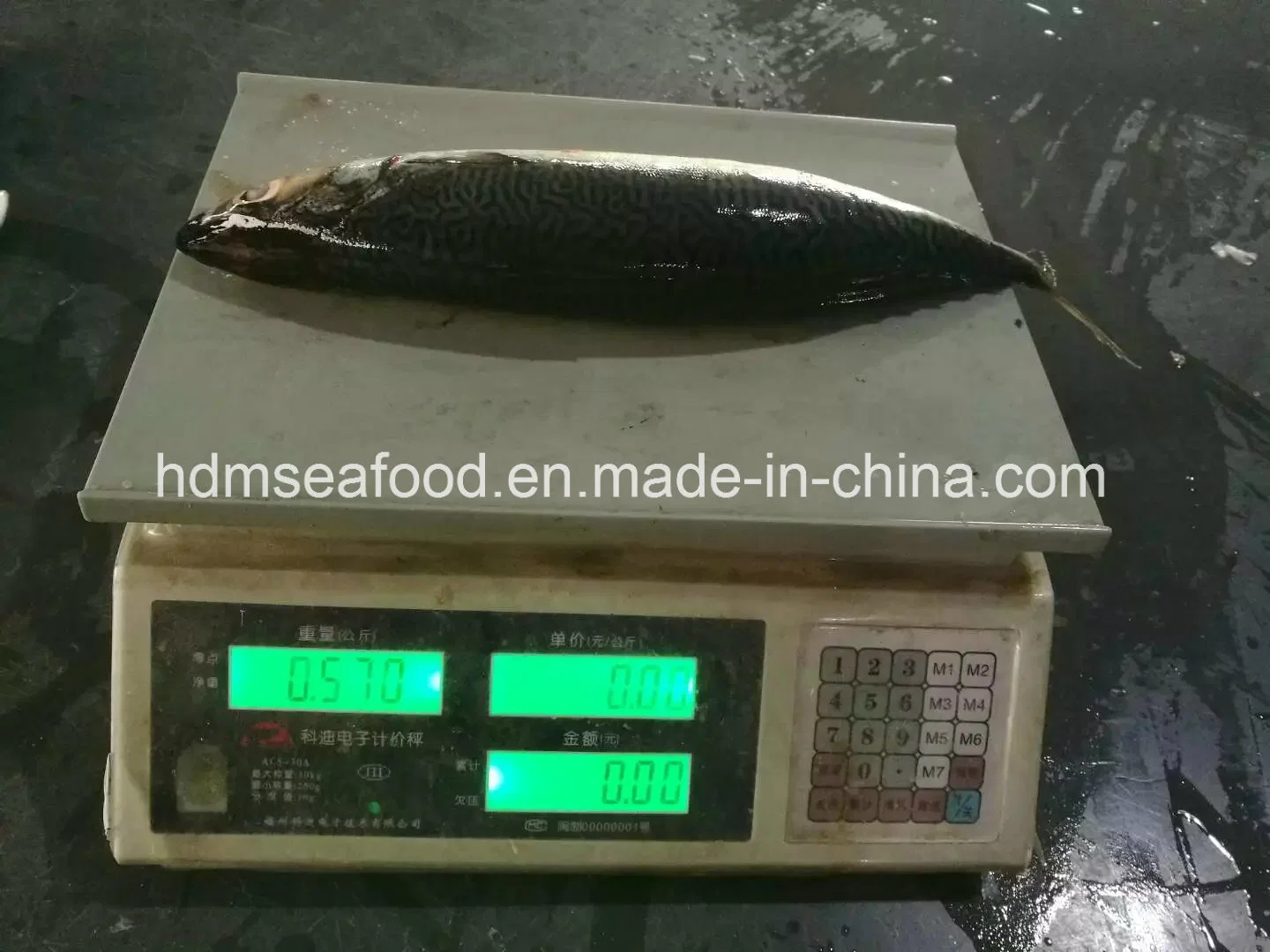 Big Size New Catching Fish 400-500&500g+ Frozen Pacific Mackerel