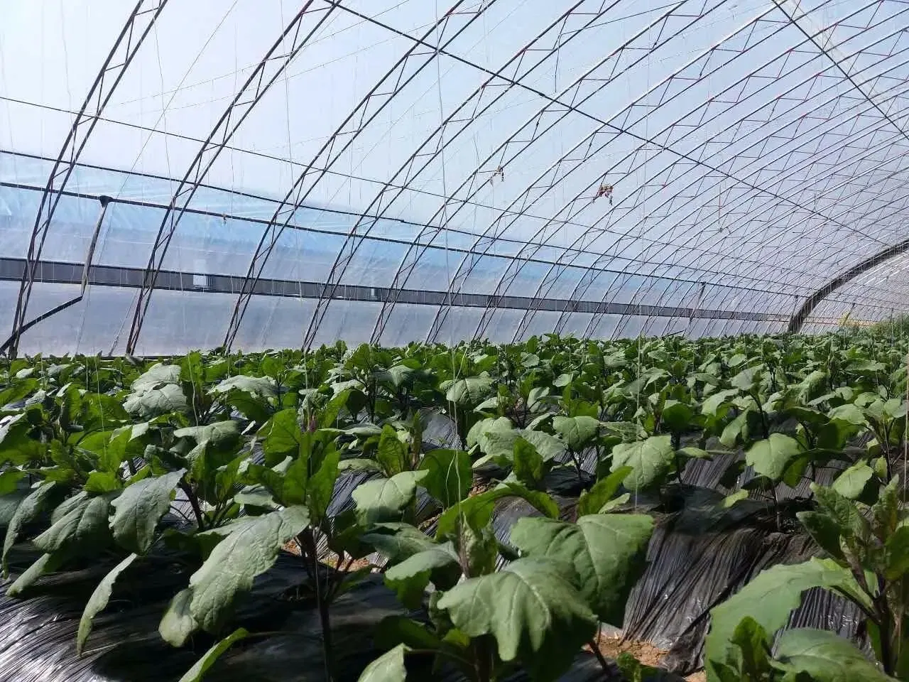 Vegetable Used Mart Agricultural Plastic-Film Greenhouse for Sale