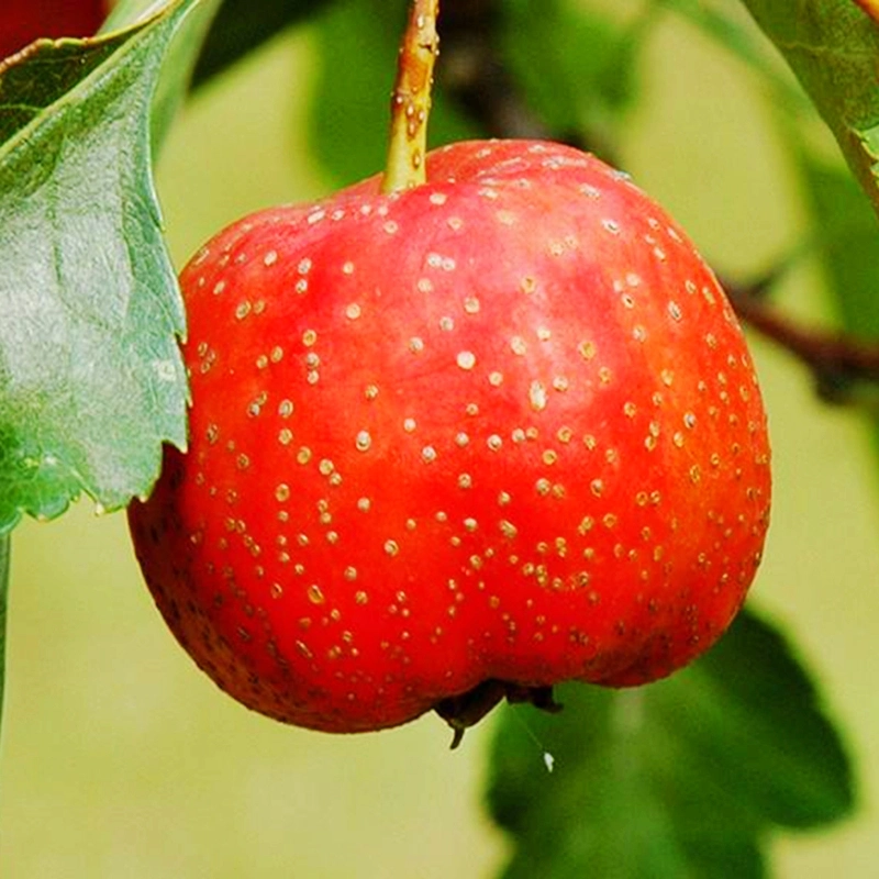 Großhandel Crataegus Pinnatifida Baum Sämlinge Weißdorn Baum Sämlinge Bonsai