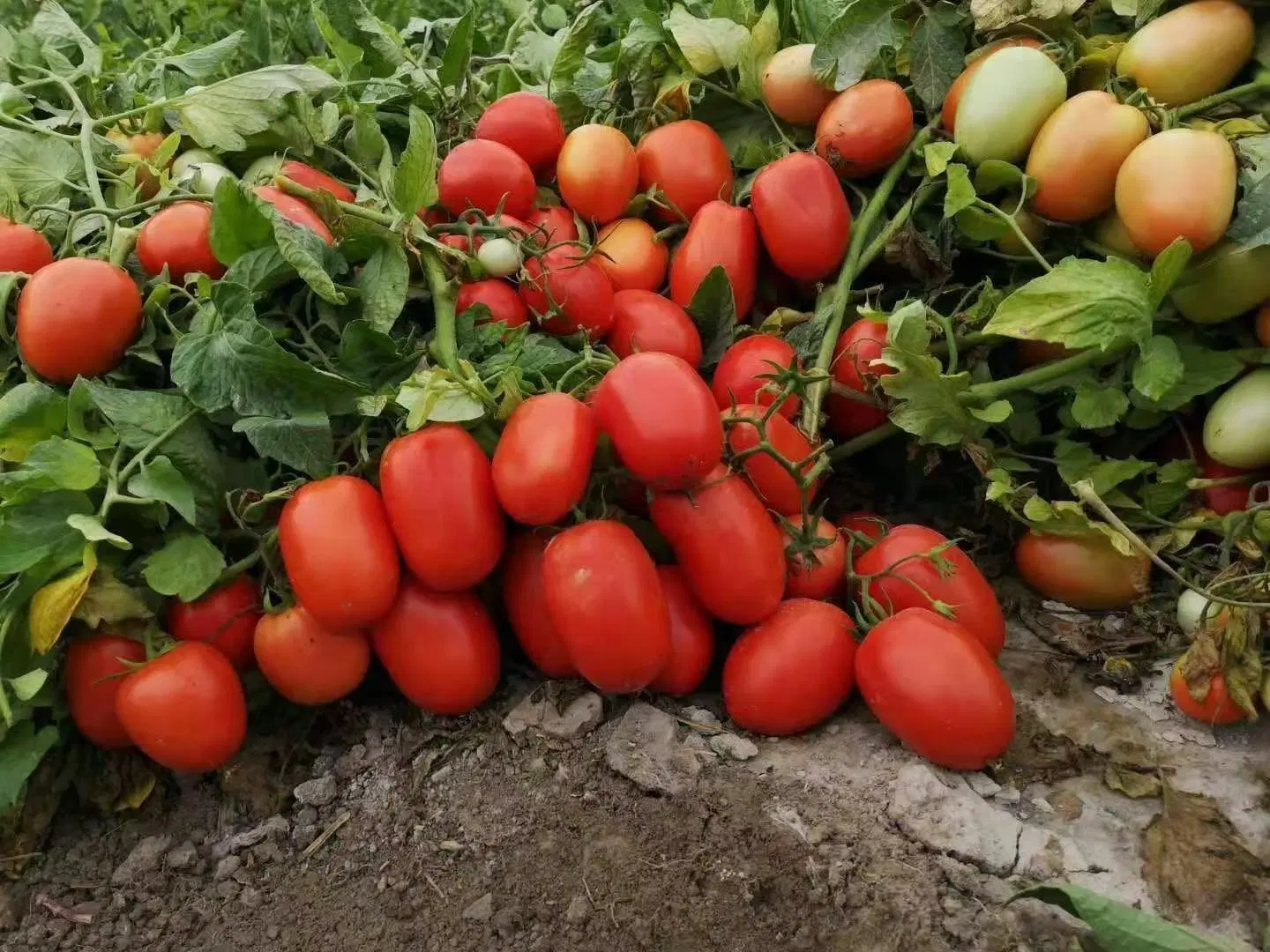 Big Oval Semi Determinate Hybrid Tomato Seeds Vegetable Seed for Sowing