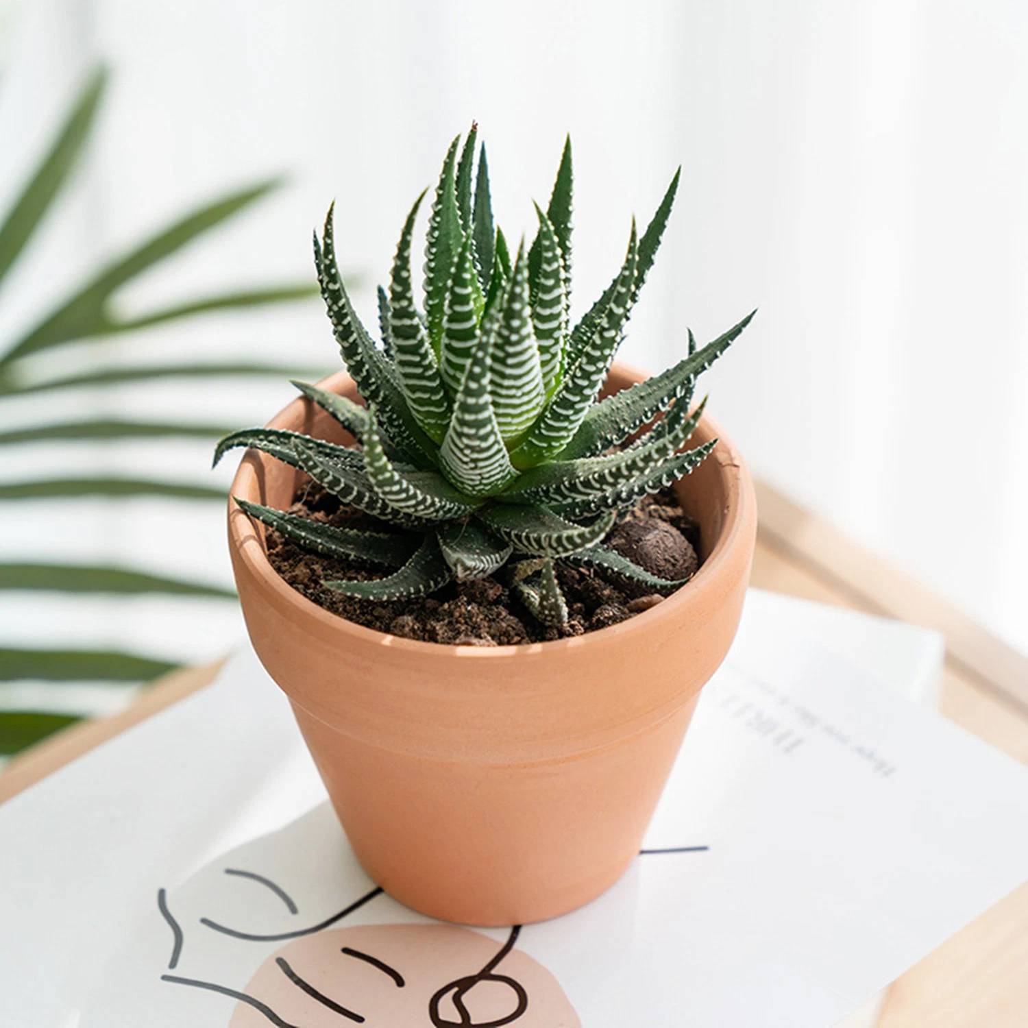 Cactus Haworthia Papillosa Plantes vivantes extrait de cactus Commerce de gros