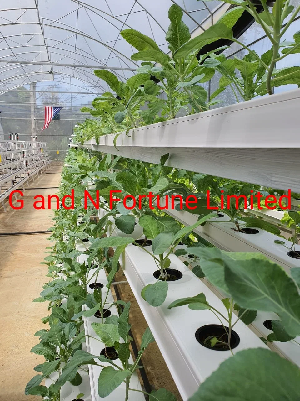 Low Cost Multi-Span Greenhouses Hydroponics Green House for Tomatoes