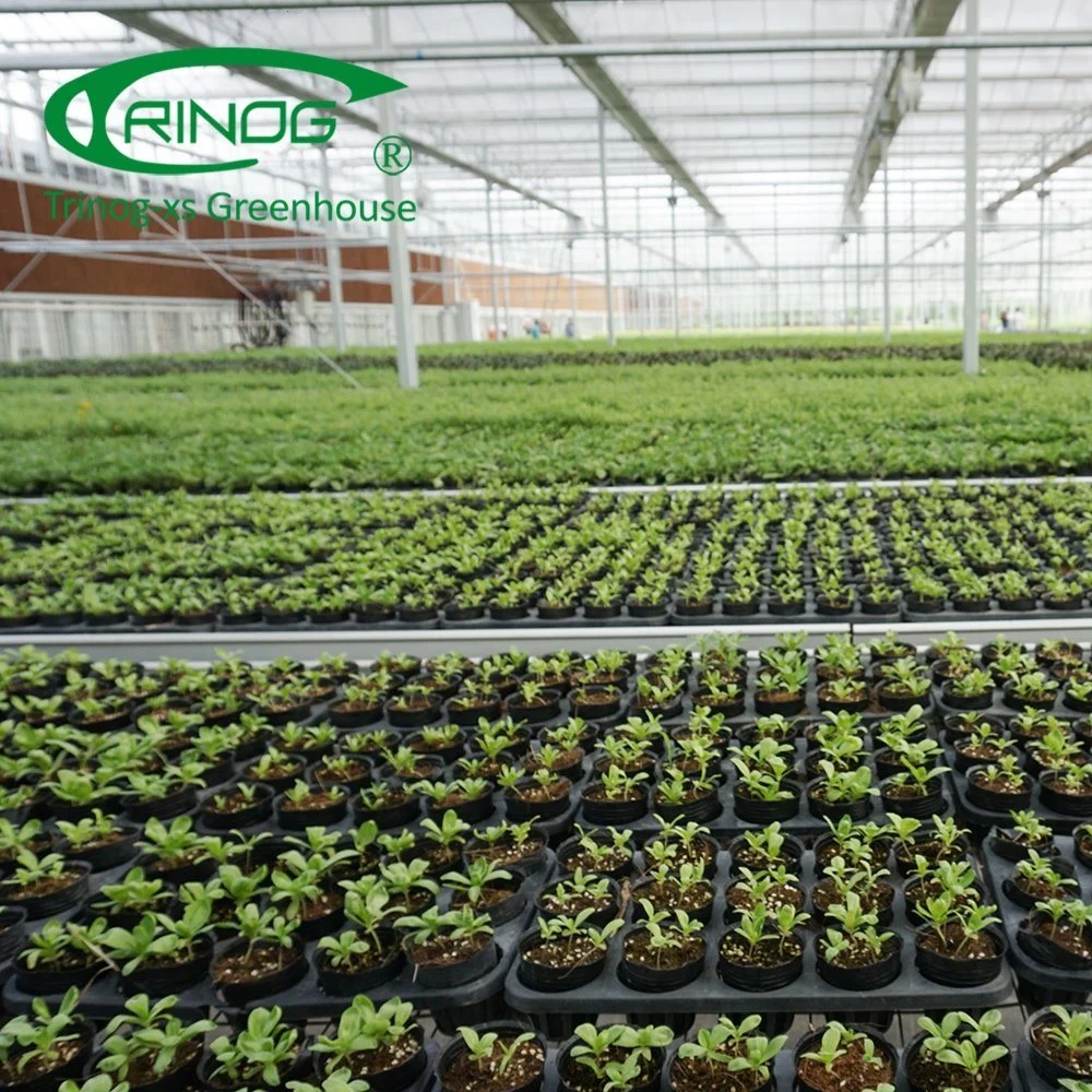 Economical Agricultural Cultivation Hydroponics System Film Multi-span Greenhouse for Vegetable