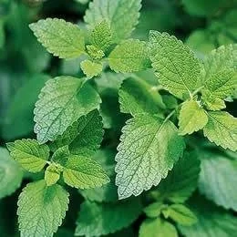 Natural Plant Extract /Turnera Aphrodisiaca Powder/ 4: 1~20: 1 Damiana Leaf Extract /Turnera Diffusa Leaf Extract