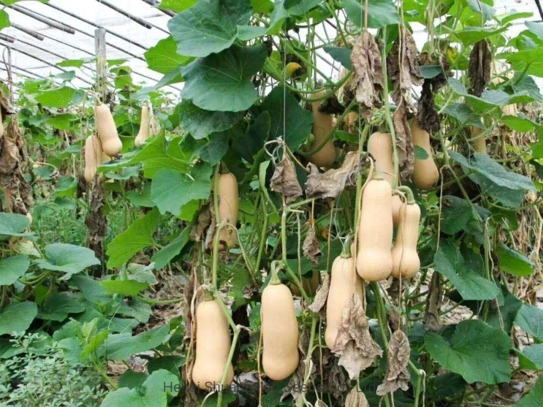 New Variety Hybrid F1 Vegetable Seeds Butternut Pumpkin for Planting