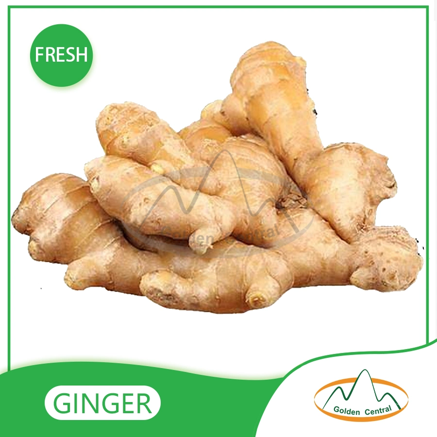 Excellent Quality Fresh Ginger Root Market Price