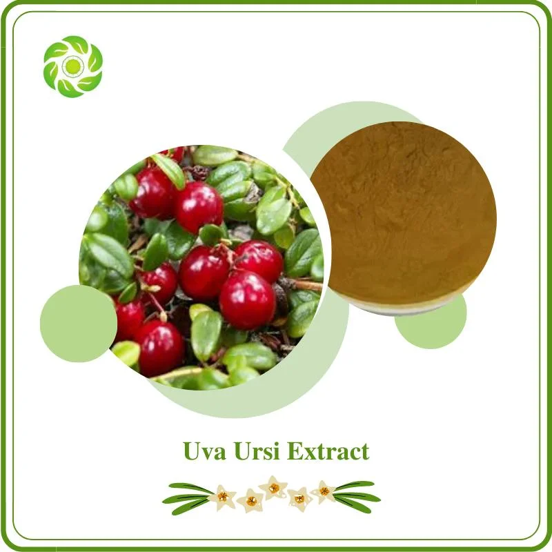 World Well-Being Antioxidant Skin Whiten Alpha-Arbutin 98% Ursolic Aciduva Ursi Leaf Extract