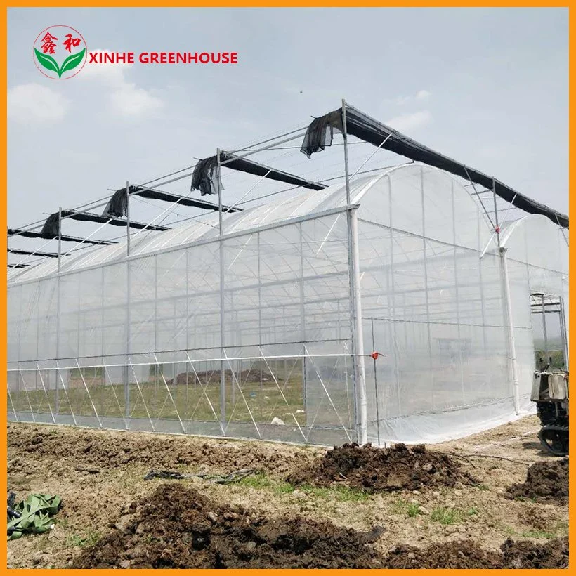 Agricultural Tropical Greenhouse with Hydroponic System for Growing Tomatoes