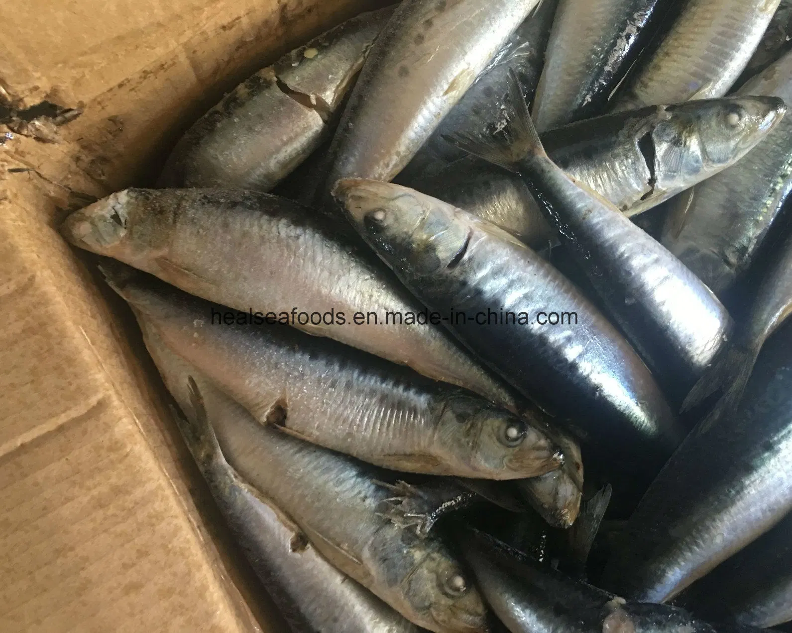 Fresh Sardine for Canned Sardine